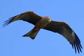 Black Kite