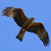 Black Kite