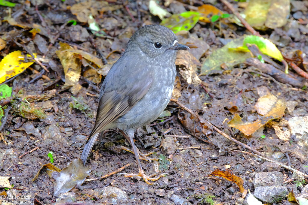 North Island Robin