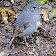 North Island Robin