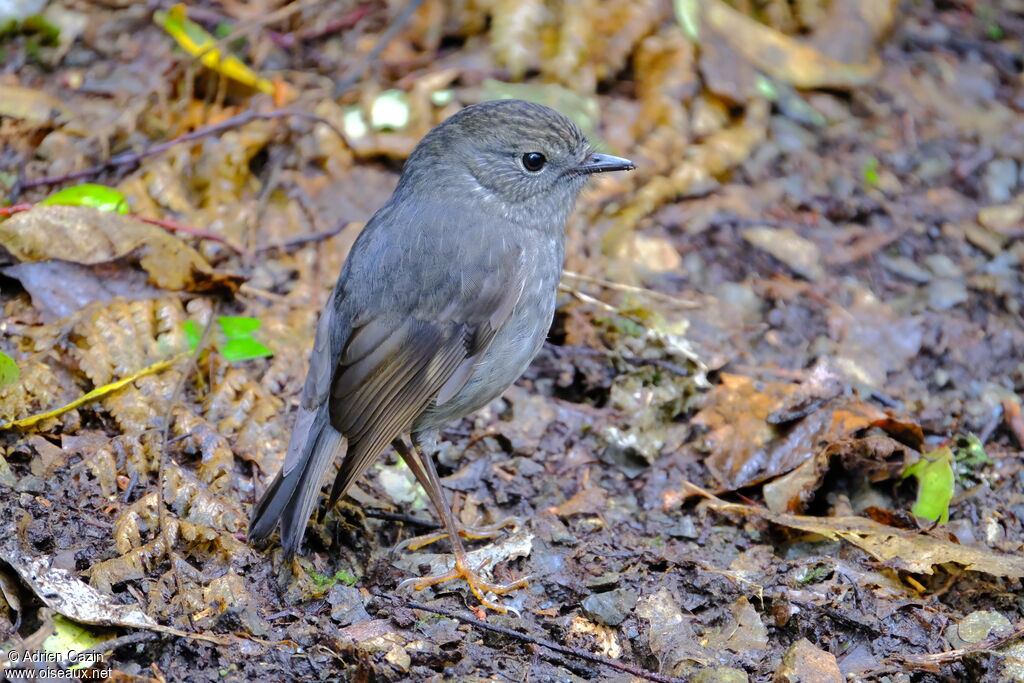 North Island Robin