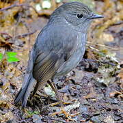 North Island Robin