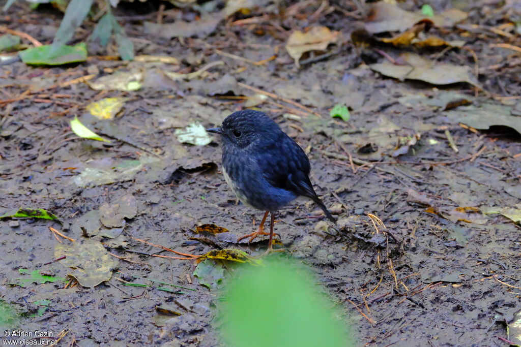 North Island Robin