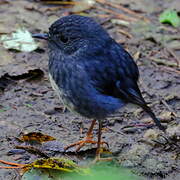 North Island Robin