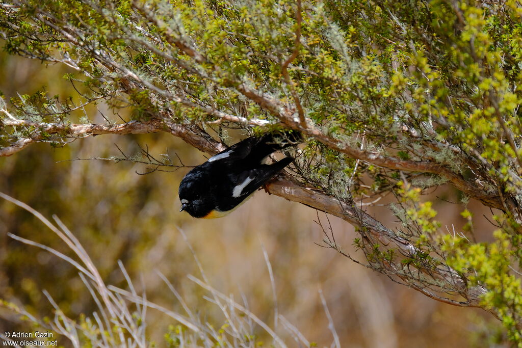 Tomtit male adult