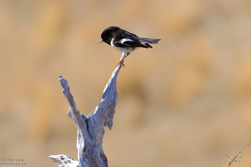 Tomtit male adult