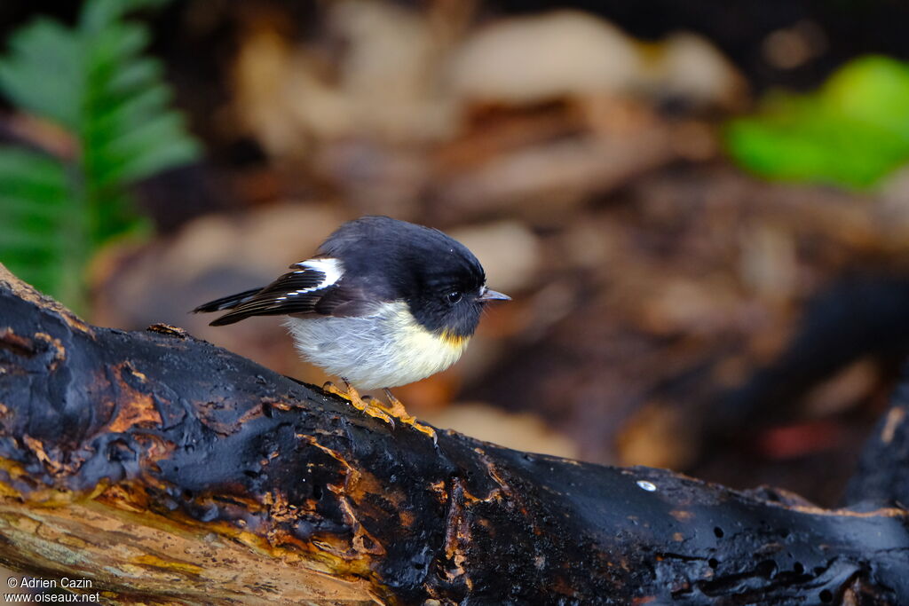 Tomtit male adult