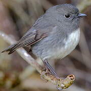 South Island Robin