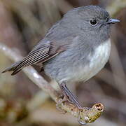 South Island Robin