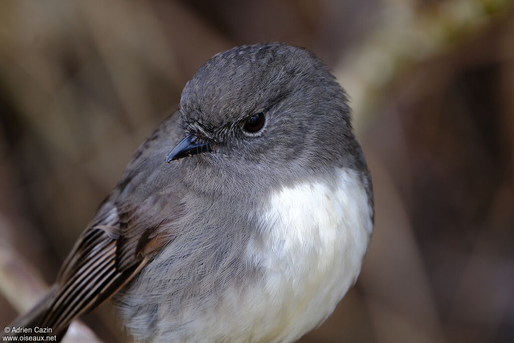 South Island Robinadult, close-up portrait