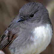 South Island Robin