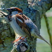 Moineau domestique