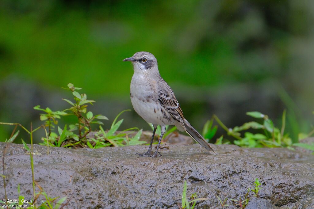 Moqueur de San Cristobaladulte, identification
