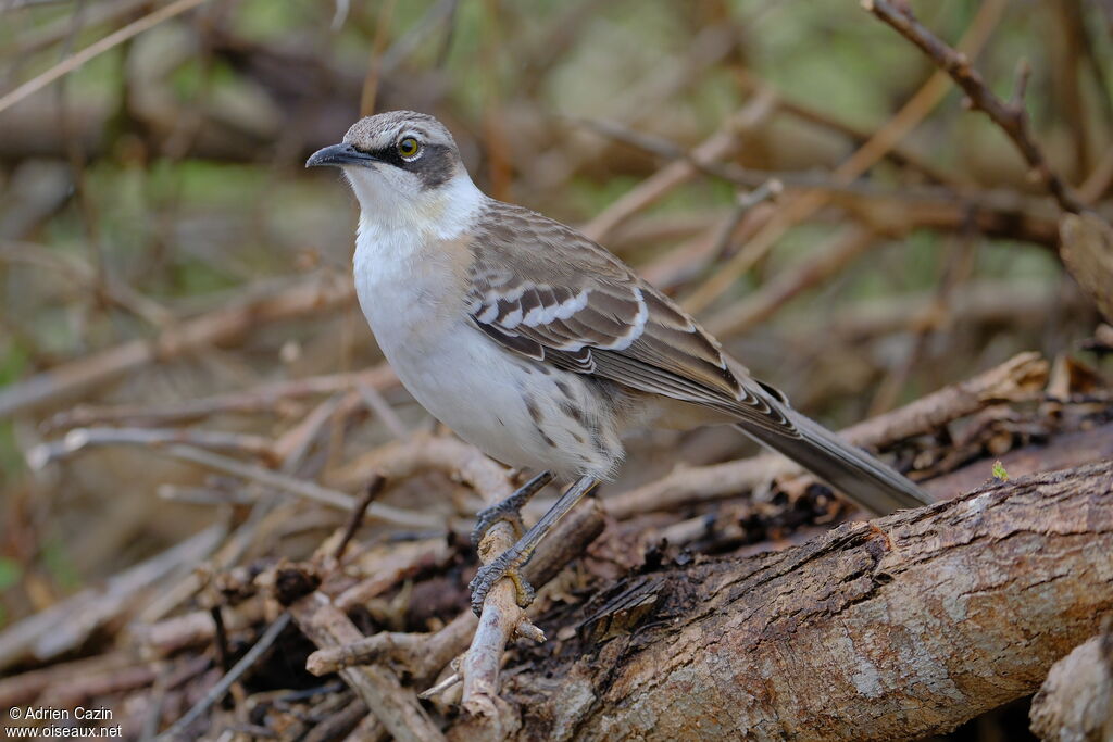 Moqueur des Galapagosadulte, identification