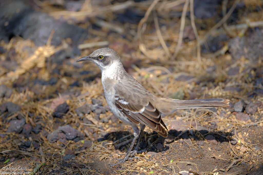 Moqueur des Galapagosadulte, identification