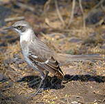 Moqueur des Galapagos