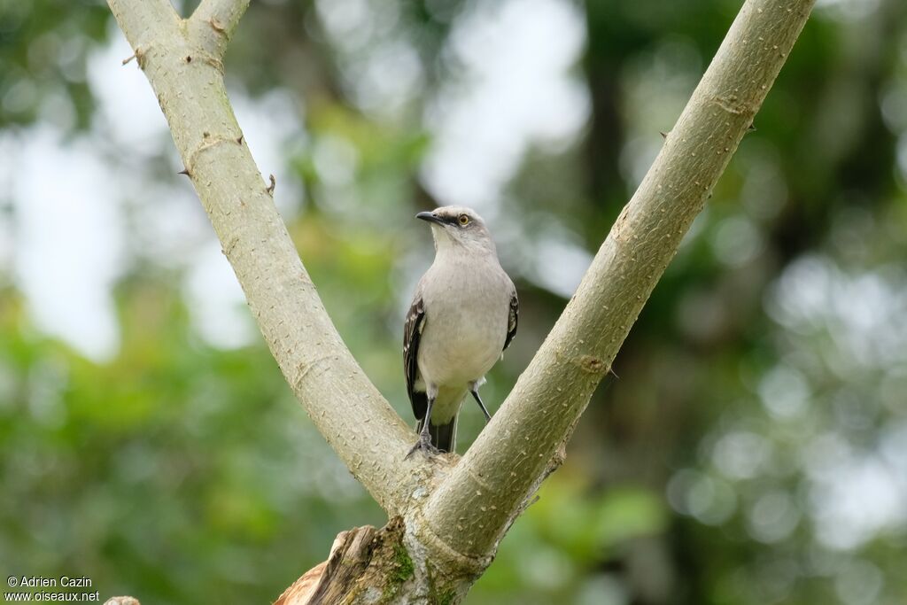 Tropical Mockingbird, identification