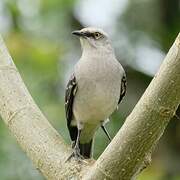 Tropical Mockingbird