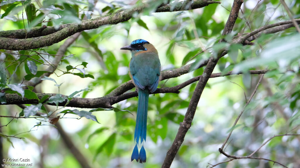 Motmot de Lessonadulte, identification