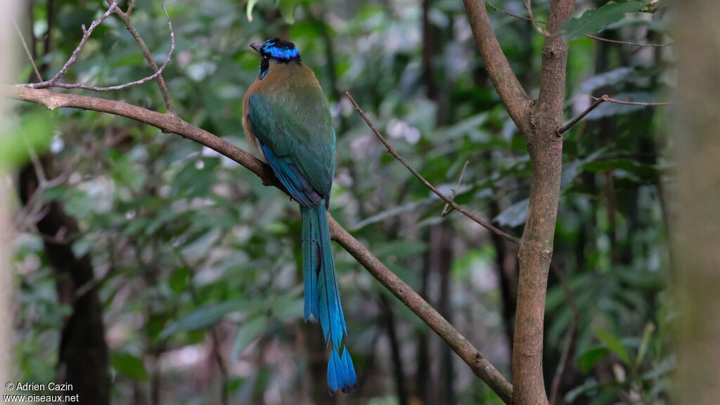 Motmot de Lessonadulte, identification