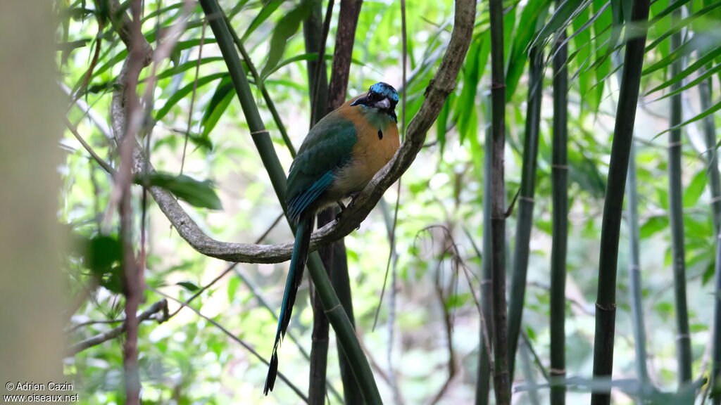 Motmot de Lessonadulte, identification