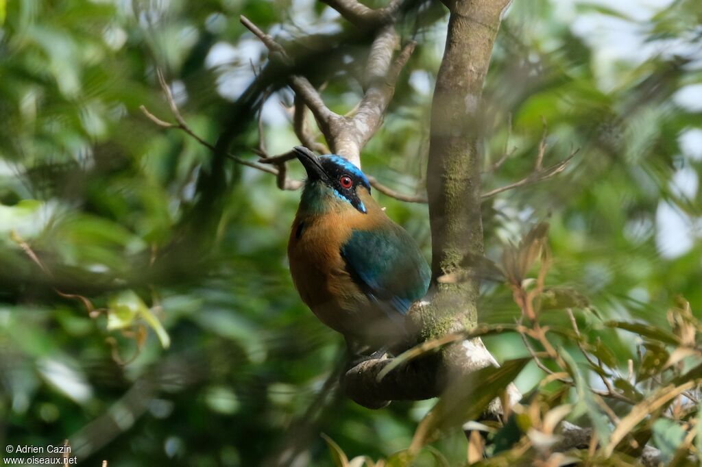 Motmot de Lessonadulte