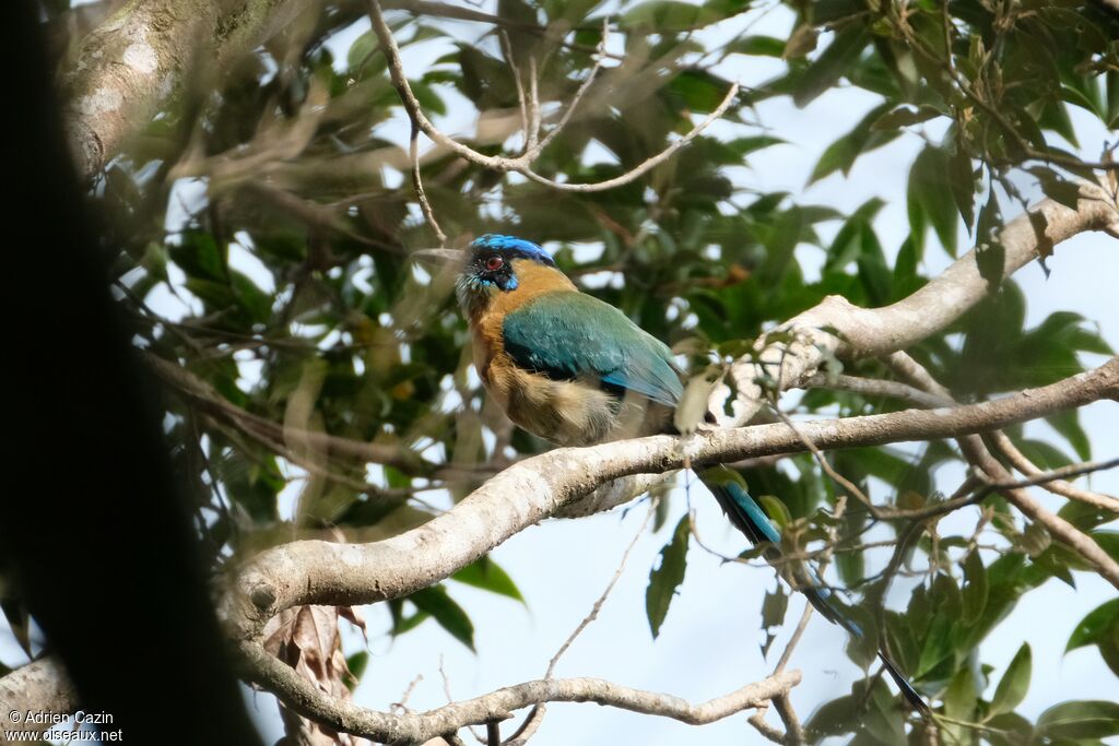 Motmot de Lessonadulte