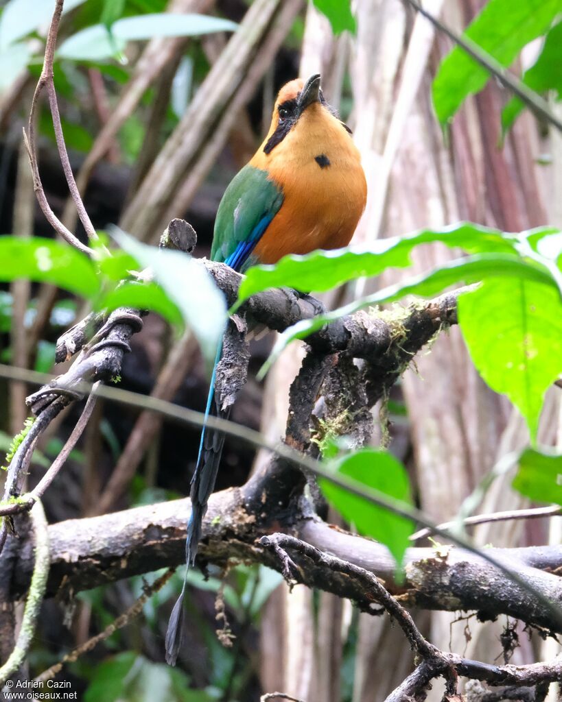 Rufous Motmotadult, identification