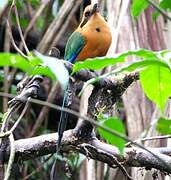 Rufous Motmot