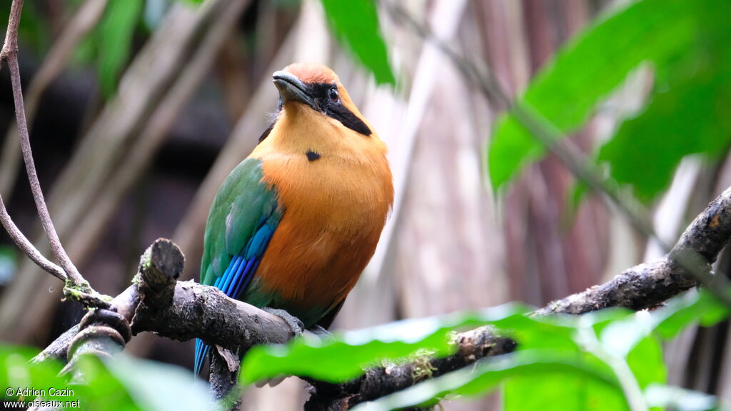 Motmot rouxadulte, identification