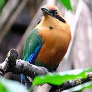 Rufous Motmot