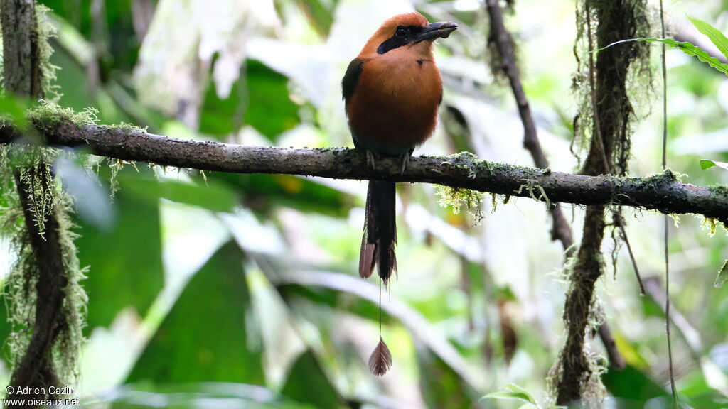 Motmot rouxadulte, identification