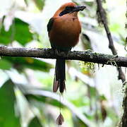 Rufous Motmot