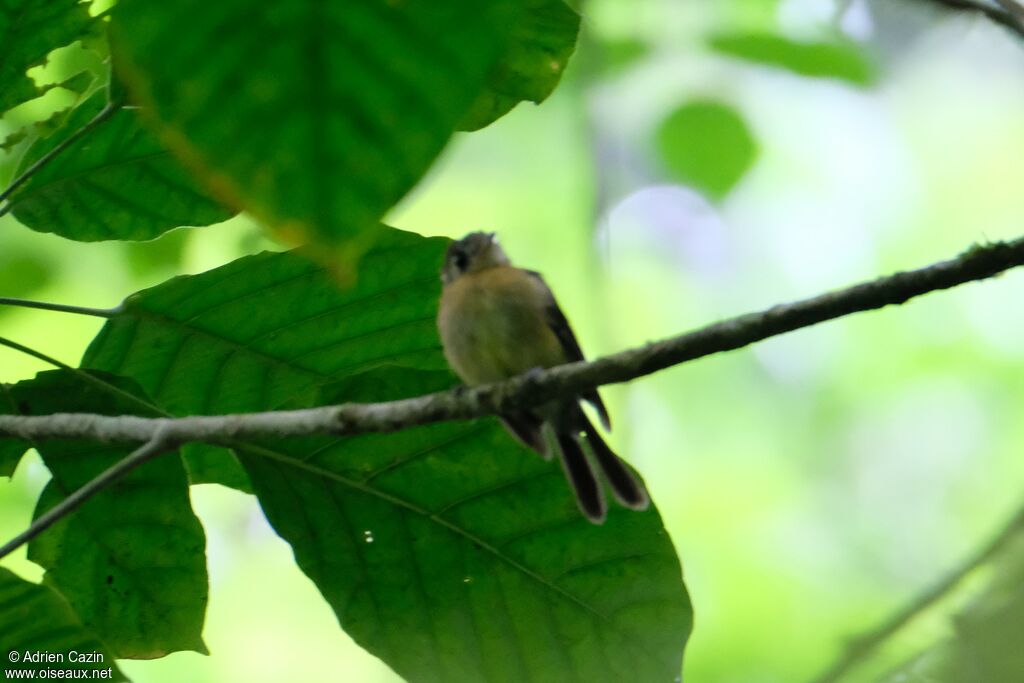 Sulphur-rumped Myiobius