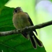 Sulphur-rumped Myiobius