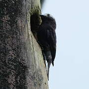 Long-tailed Tyrant