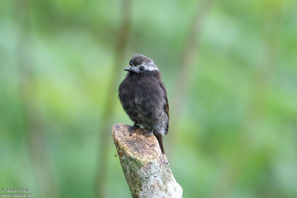 Long-tailed Tyrant female adult, identification