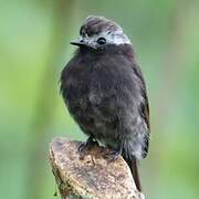 Long-tailed Tyrant