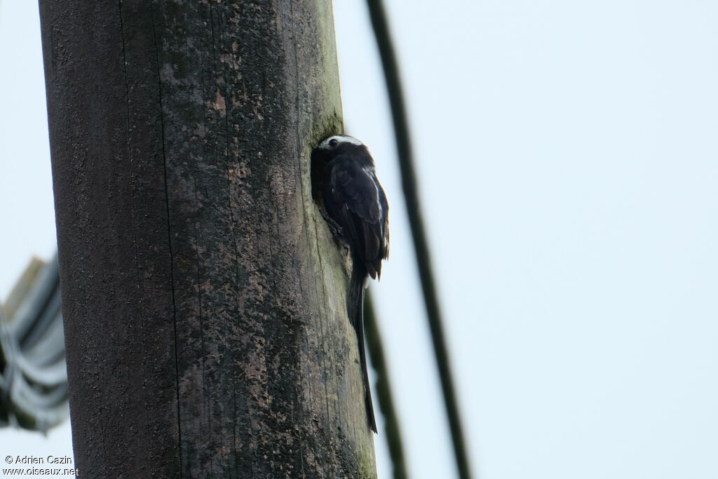 Long-tailed Tyrant male adult, identification, Reproduction-nesting