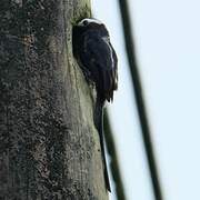 Long-tailed Tyrant