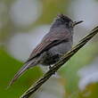 Moucherolle bistré