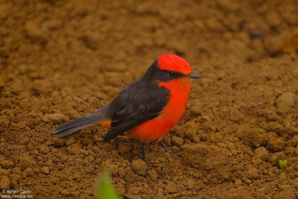 Darwin's Flycatcher male adult, walking