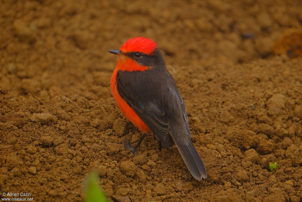 Moucherolle des Galapagos mâle adulte, marche
