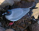 Mouette à queue fourchue