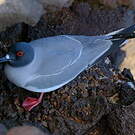 Mouette à queue fourchue