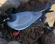 Mouette à queue fourchue