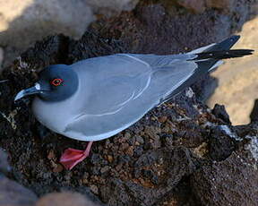 Mouette à queue fourchue