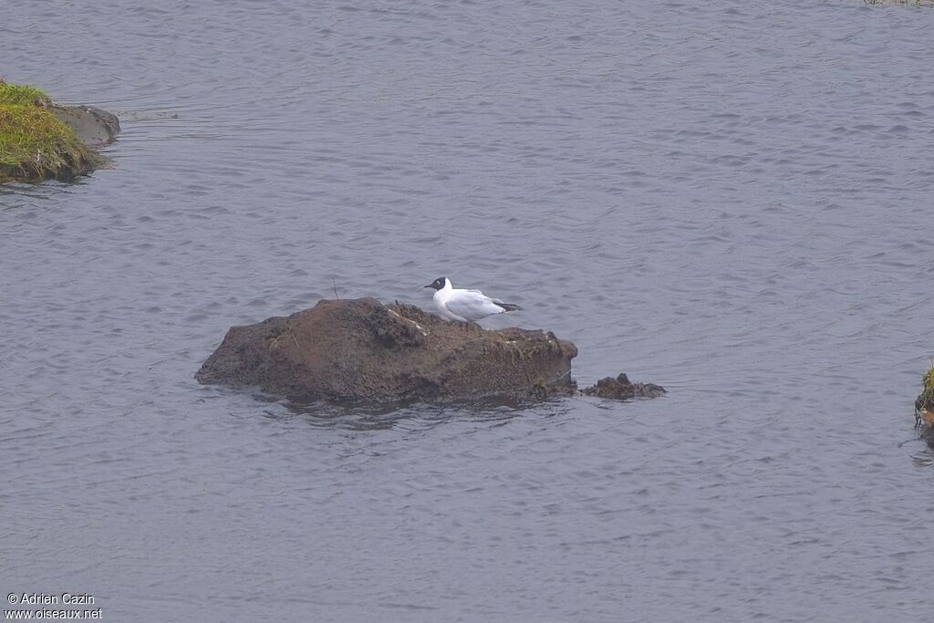 Mouette des Andesadulte nuptial