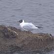 Mouette des Andes