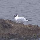 Mouette des Andes